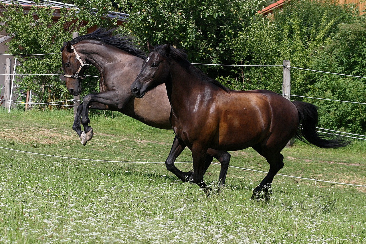 Neugestaltung der Webseite der Heilpraktikerin Doris Padma Hass in Memmingen
